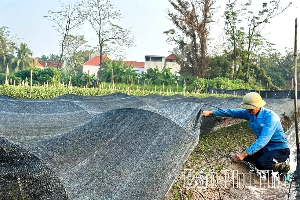 Làng hoa Nhân Vực hối hả vào mùa hoa Tết