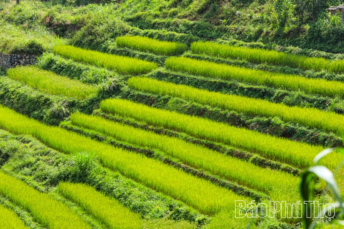 Thả hồn trên đỉnh Miền Đồi