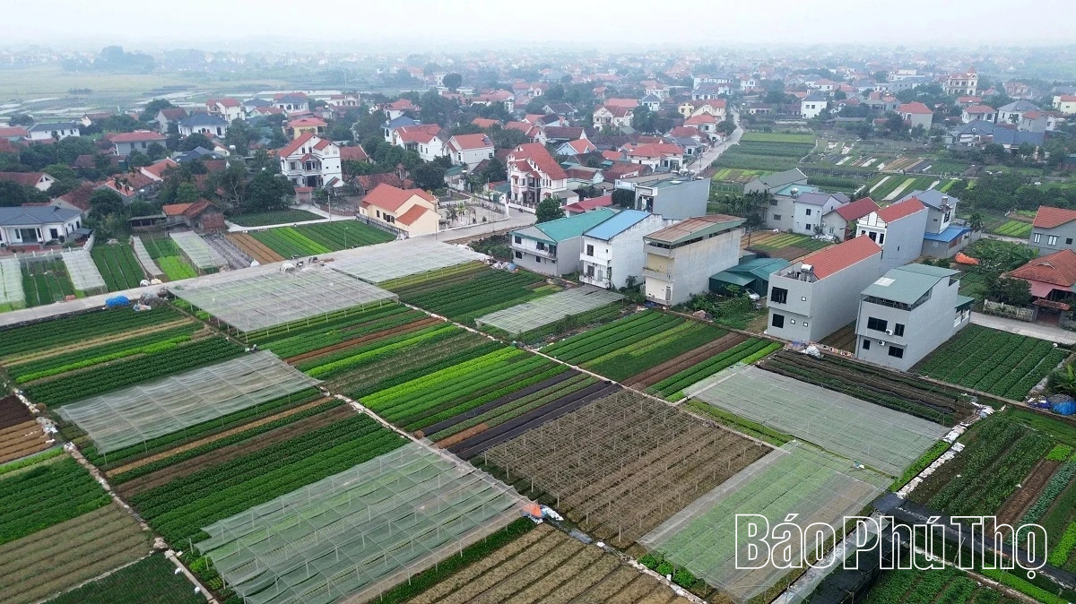 Hối hả trên đồng Tứ Xã