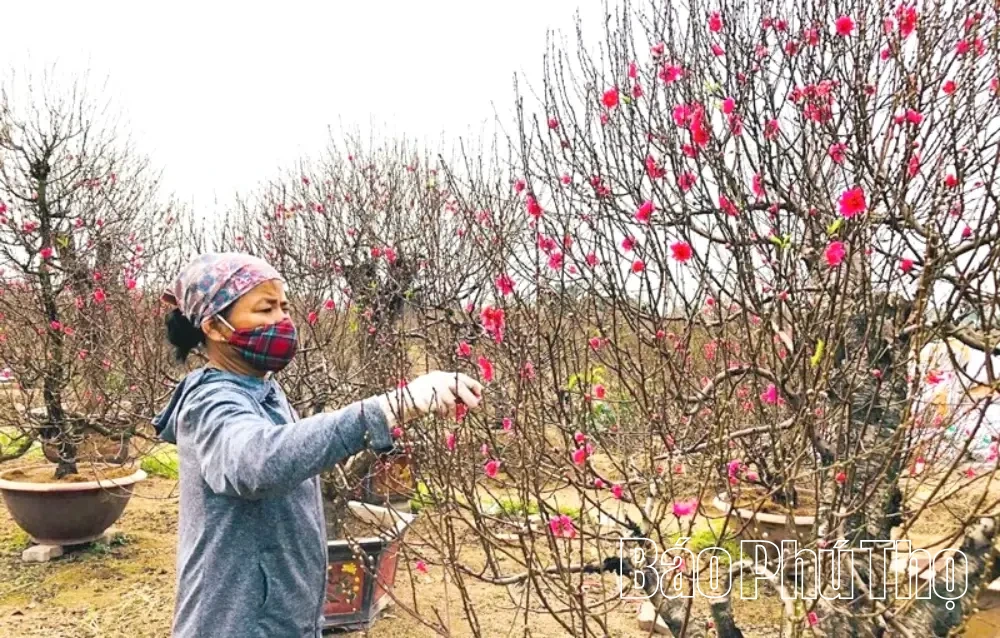 L&agrave;ng hoa Phương Vi&ecirc;n v&agrave;o vụ Tết