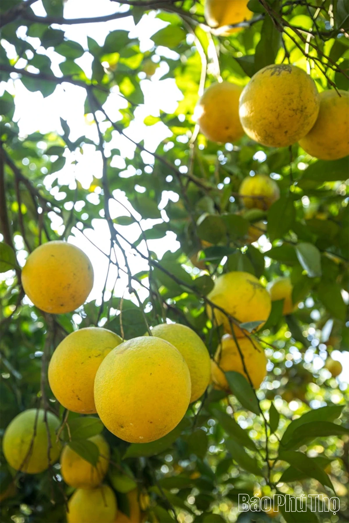 Trải nghiệm giữa sắc cam Cao Phong rực rỡ