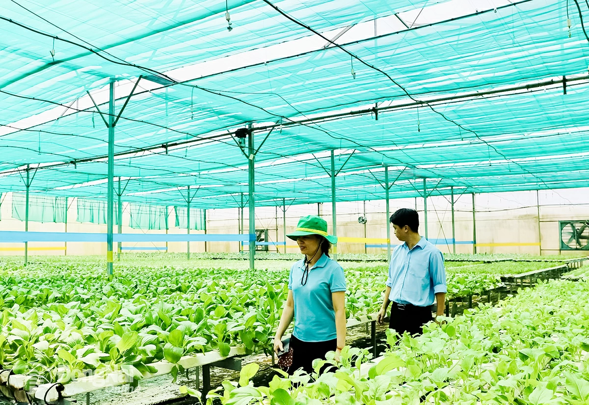 M&ocirc; h&igrave;nh ứng dụng c&ocirc;ng nghệ cao trồng rau thủy canh tại x&atilde; Phước Th&aacute;i. Ảnh: B&igrave;nh Nguy&ecirc;n    