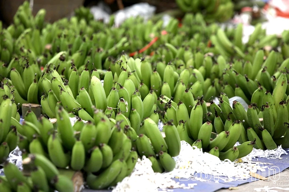 Chuối xanh ngày Tết