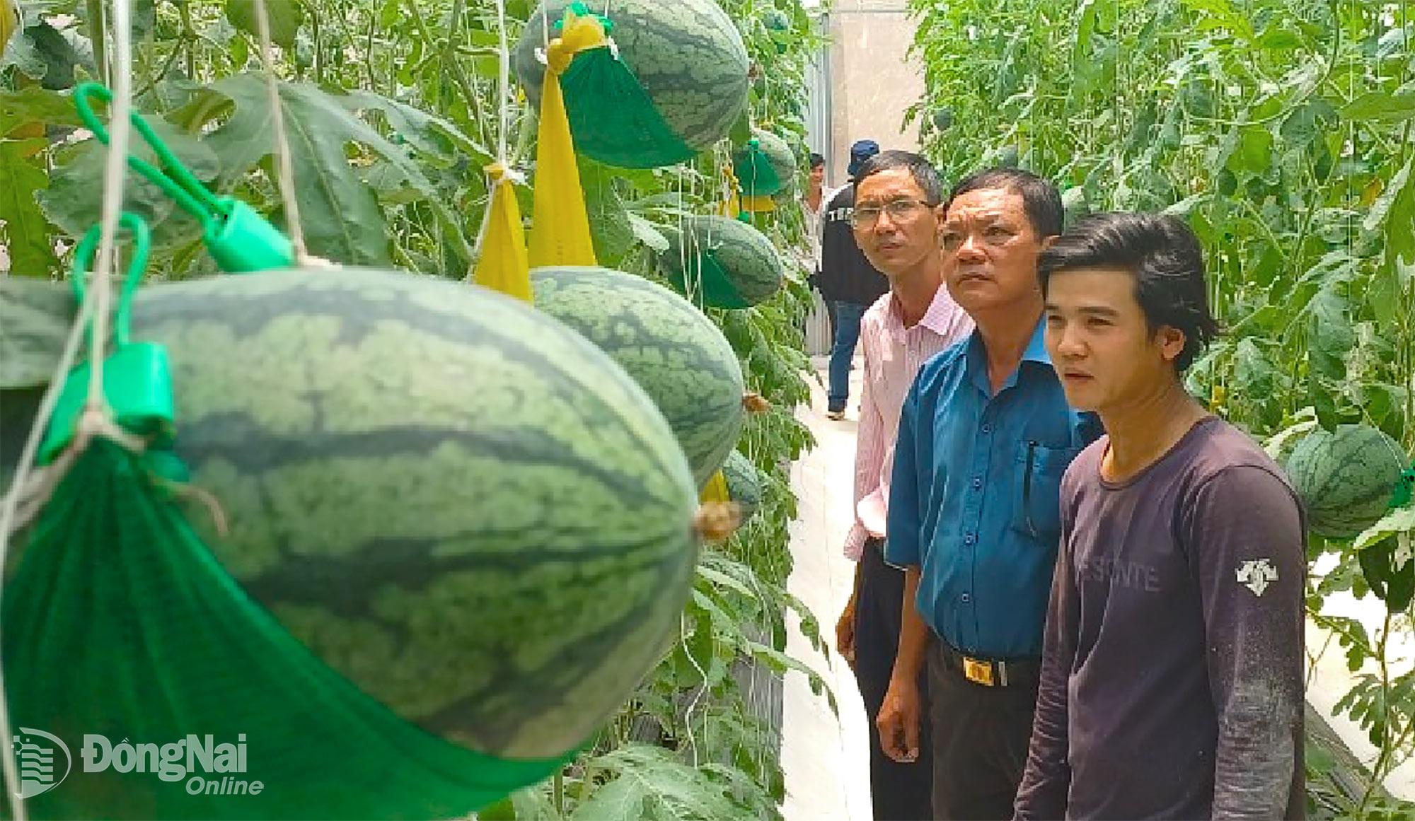 Mô hình trồng dưa lưới bằng công nghệ cao của anh Hà Anh Thùy (bìa phải) thu hút nhiều du khách đến tham quan, trải nghiệm. Ảnh: An Nhơn
