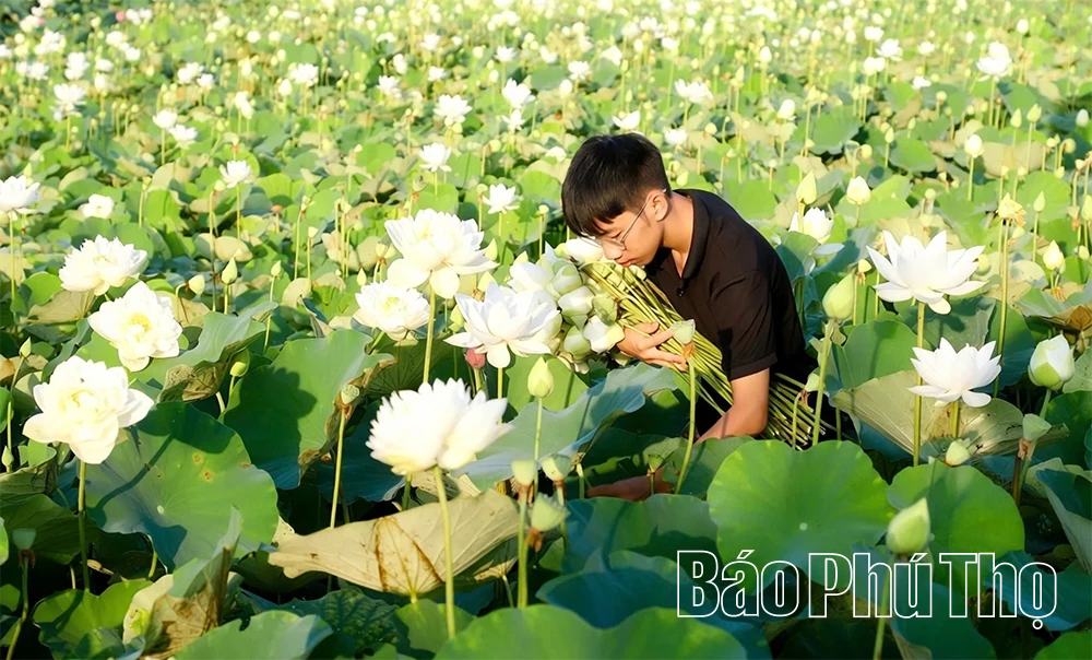 Hương sen gọi mùa