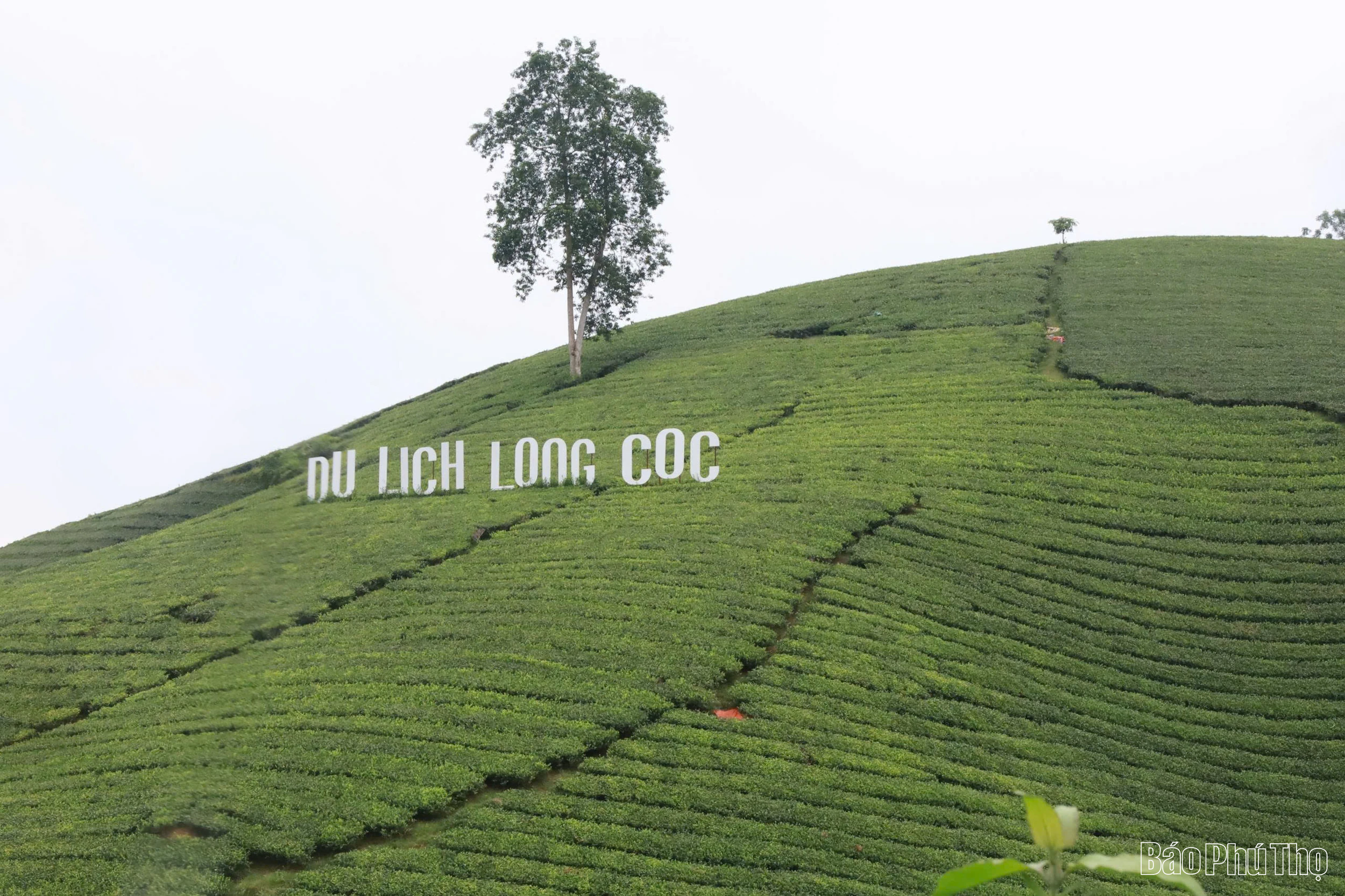 Khám phá du lịch Đồi chè Long Cốc