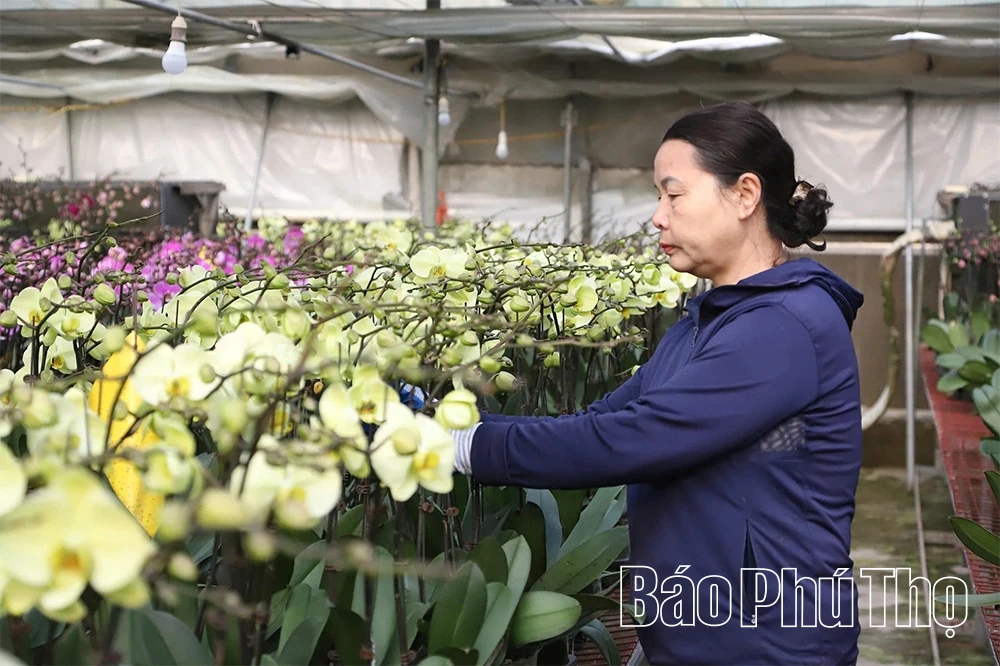 Vườn lan hồ điệp v&agrave;o vụ Tết