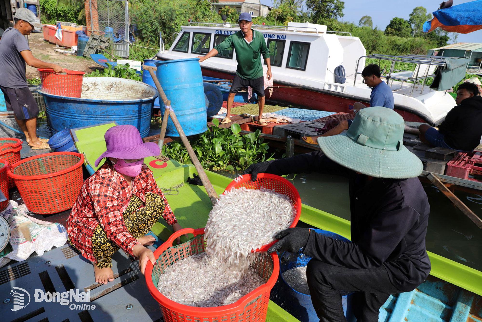 Ngư dân bội thu cá cơm sau đêm đánh bắt. Ảnh: B.Nguyên