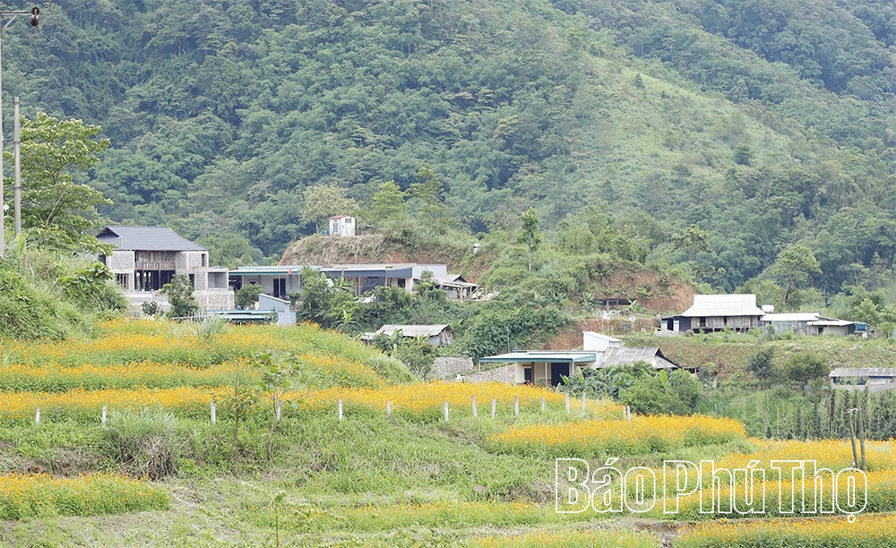 Xóm Mừng rực rỡ mùa hoa Sao Nhái