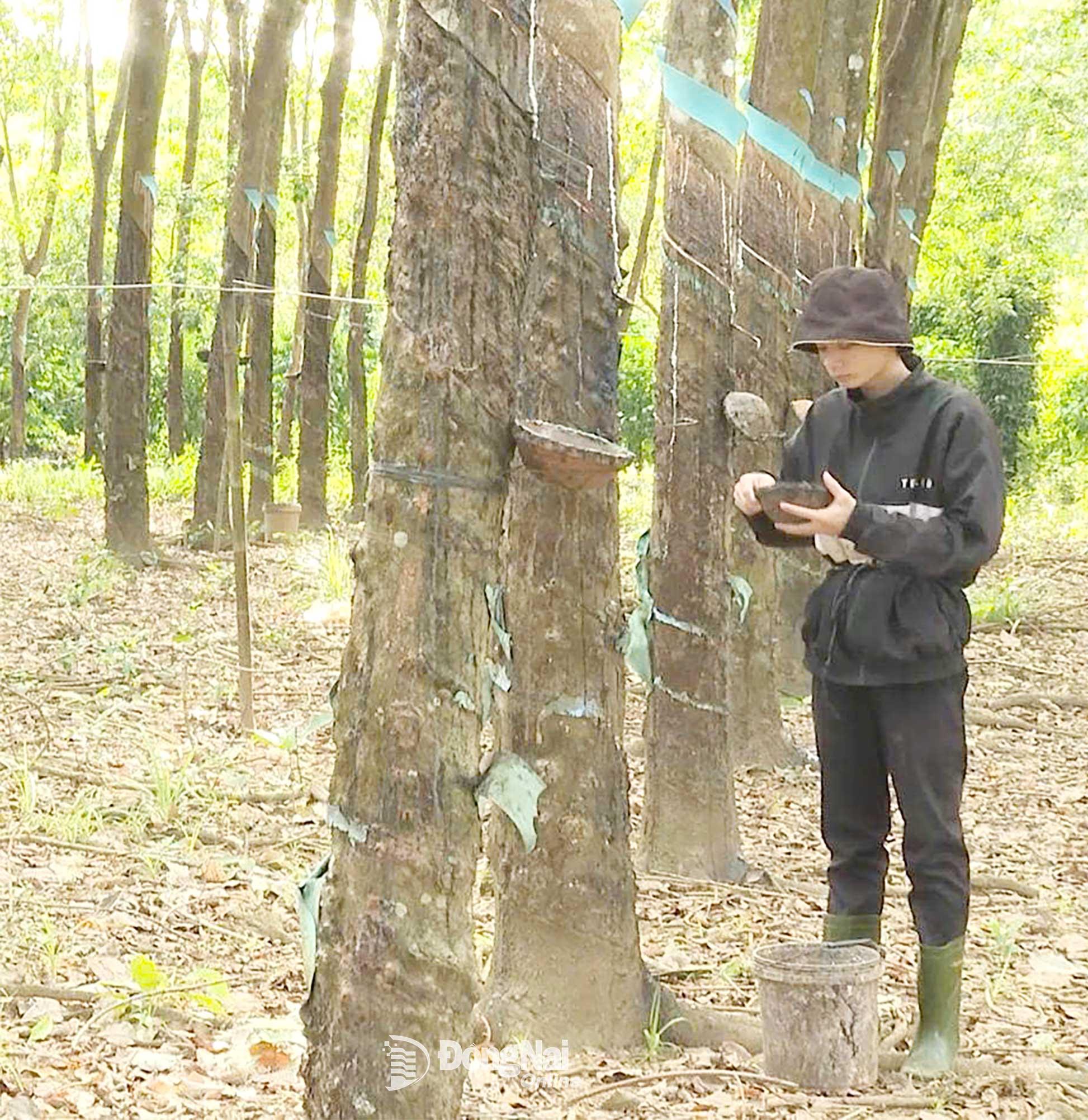 Đôi bàn tay của Nông Văn Nam đang cầm bút, cầm sách, nay chai sần với những công việc làm thuê. Ảnh: Thu Hiền