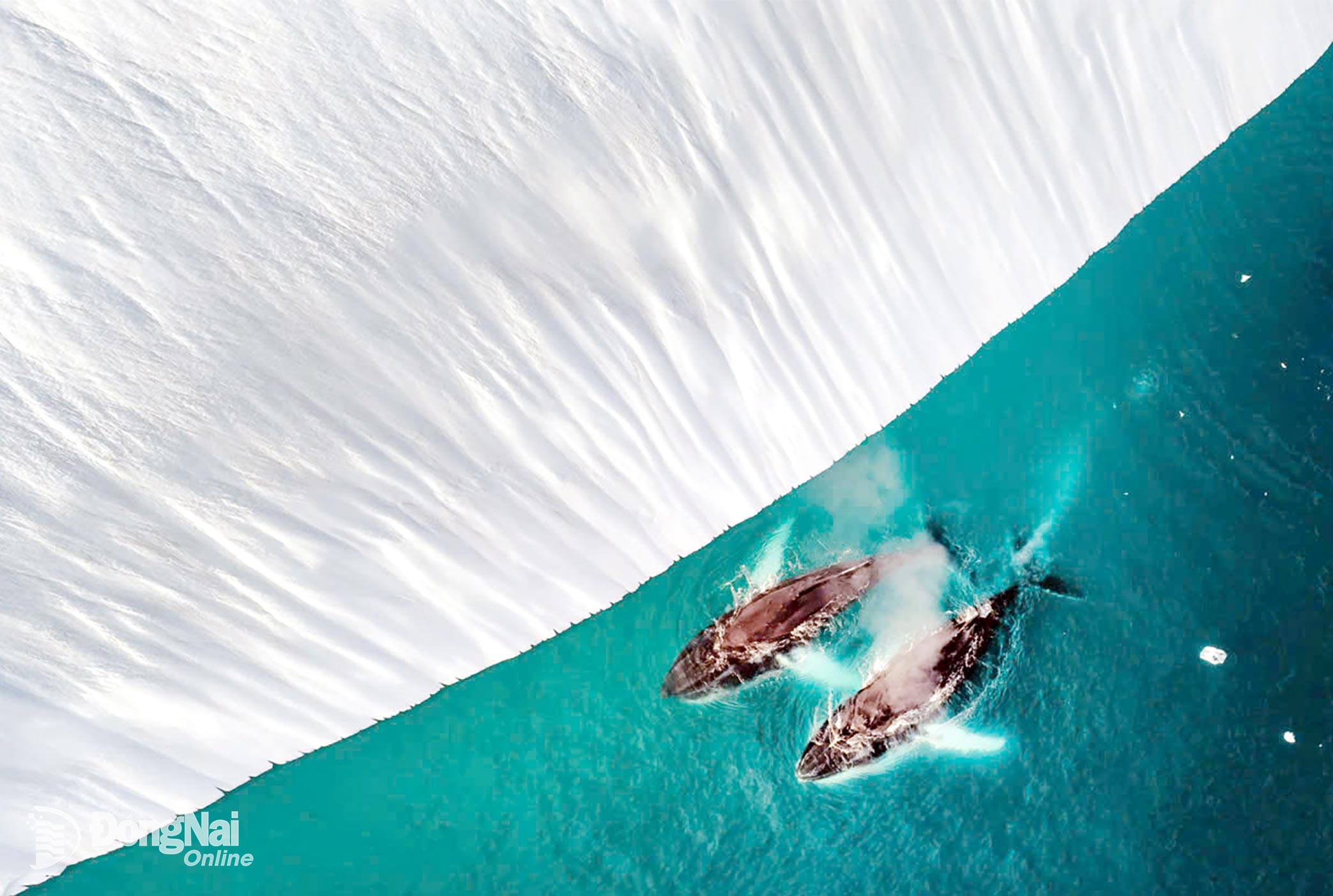 T&aacute;c phẩm Parallel Flow Melts into Breath (2 ch&uacute; c&aacute; voi lưng g&ugrave;) đoạt giải thưởng ViewSonic ColorPro 2025.