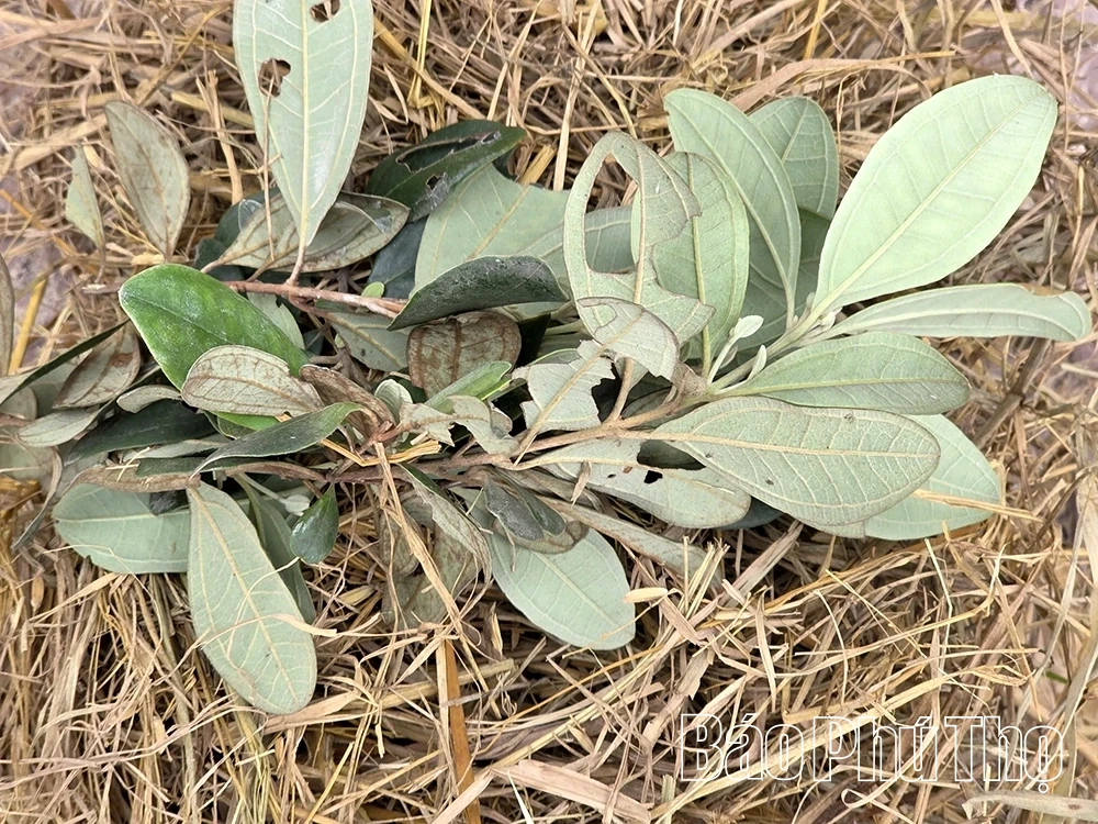 Chuyện về ngôi làng “ăn đất” độc nhất vô nhị ở Việt Nam