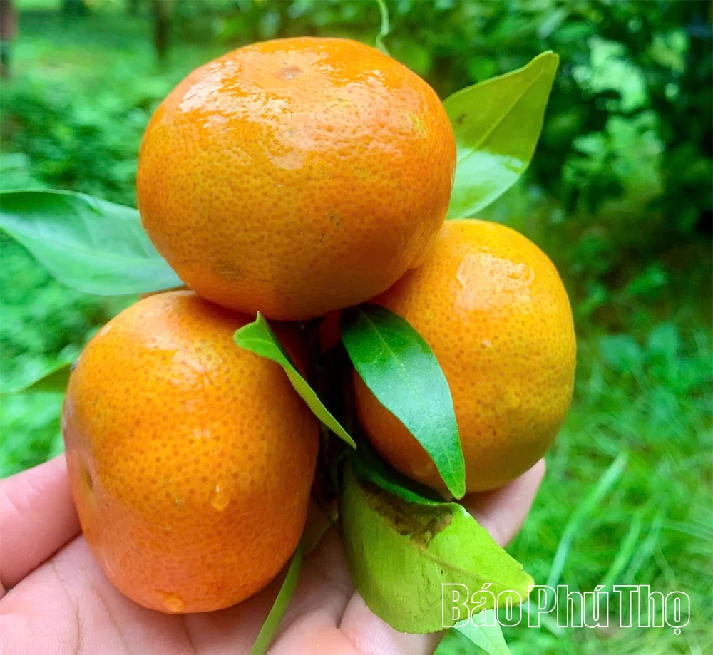 Mùa vàng Cao Phong