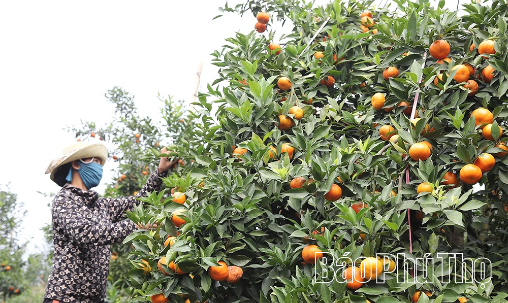 Quả ngọt miền đồi Thu C&uacute;c