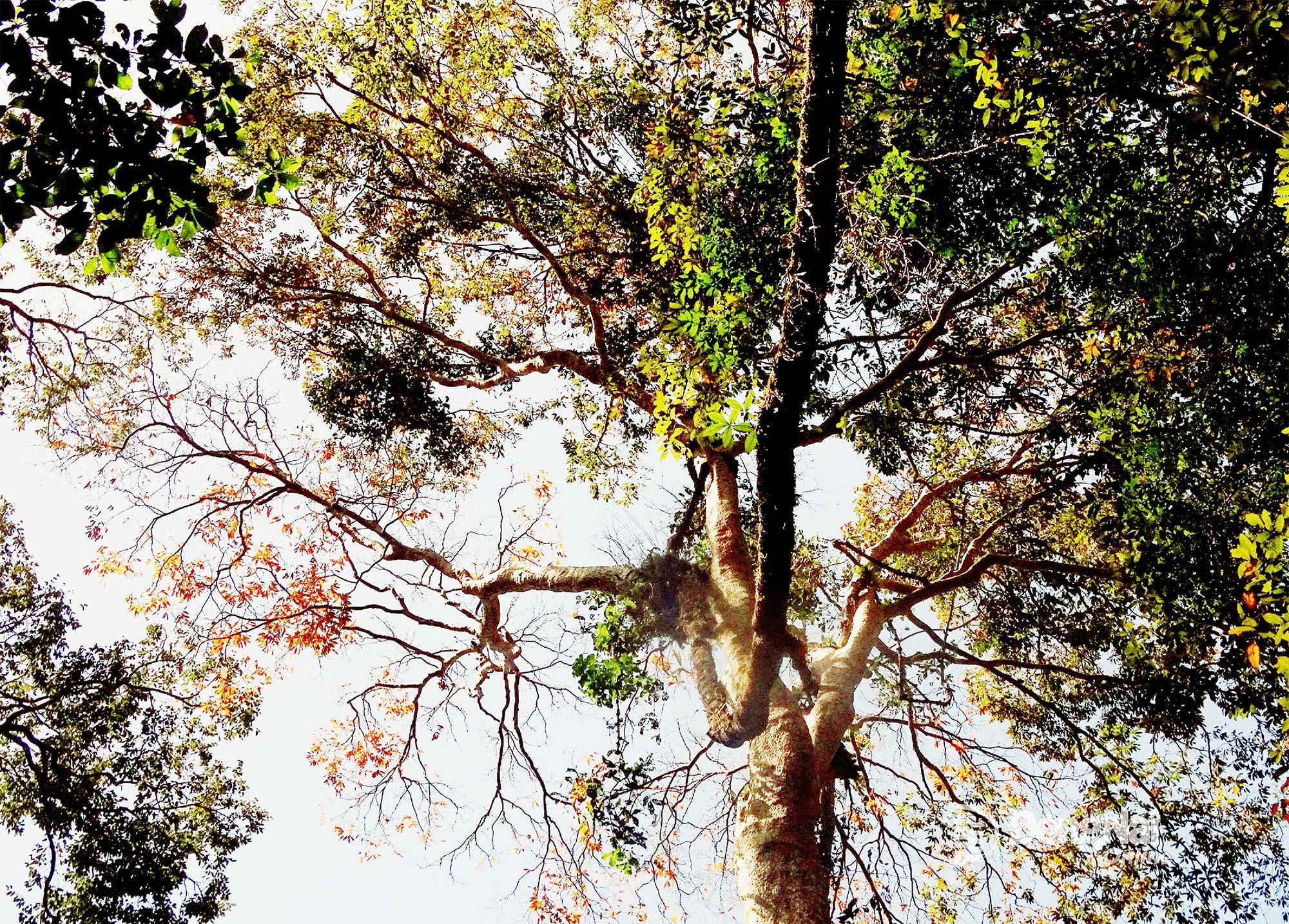 Nhiều cây rừng thay áo mới với những mảng màu đan xen của các tầng sinh thái.