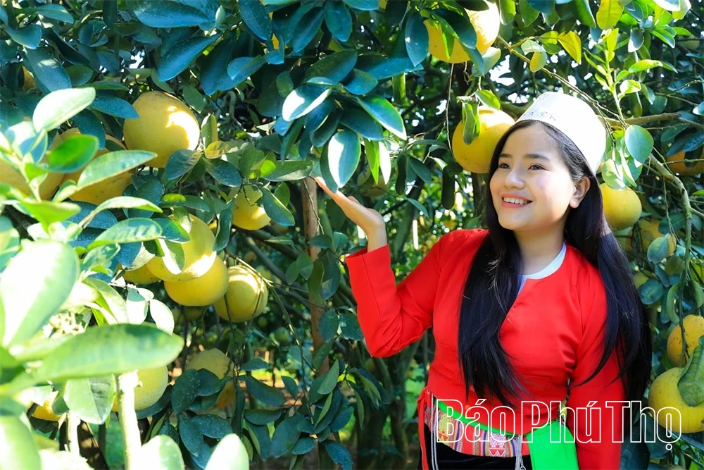 Thơm hương vị bưởi đỏ Tân Lạc
