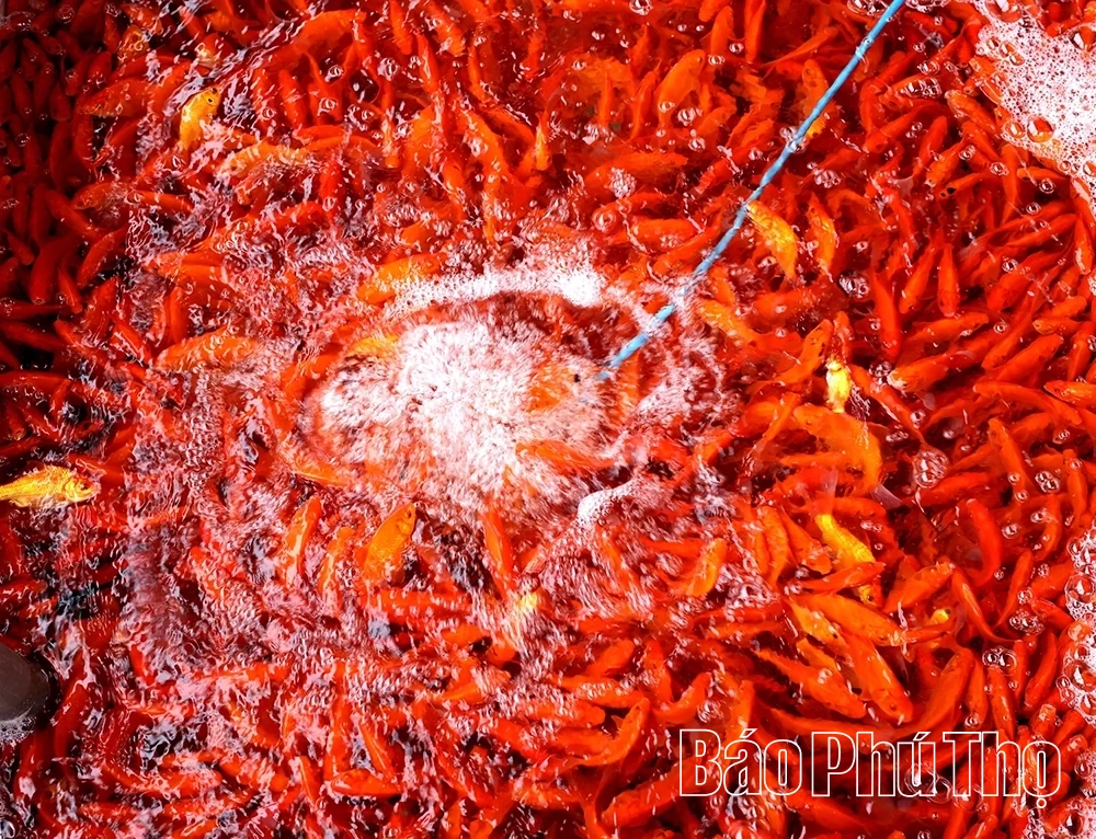 Sắm “xế đỏ” tiễn táo quân