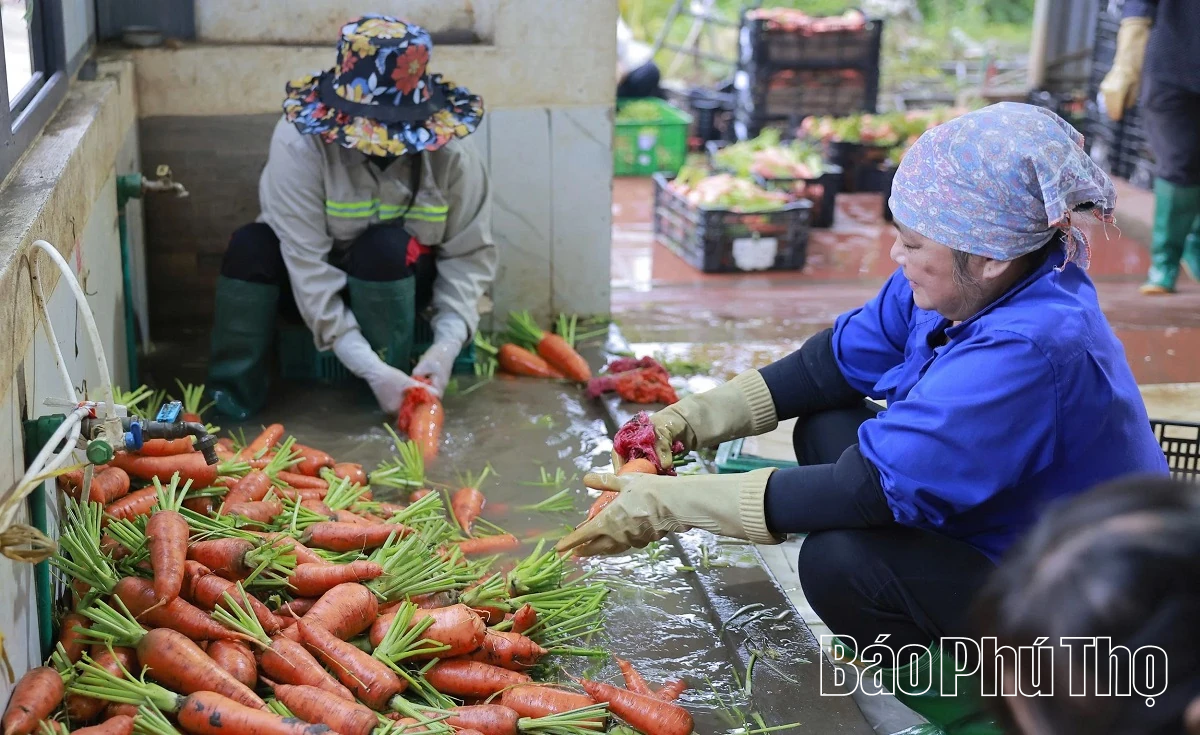 Hối hả trên đồng Tứ Xã