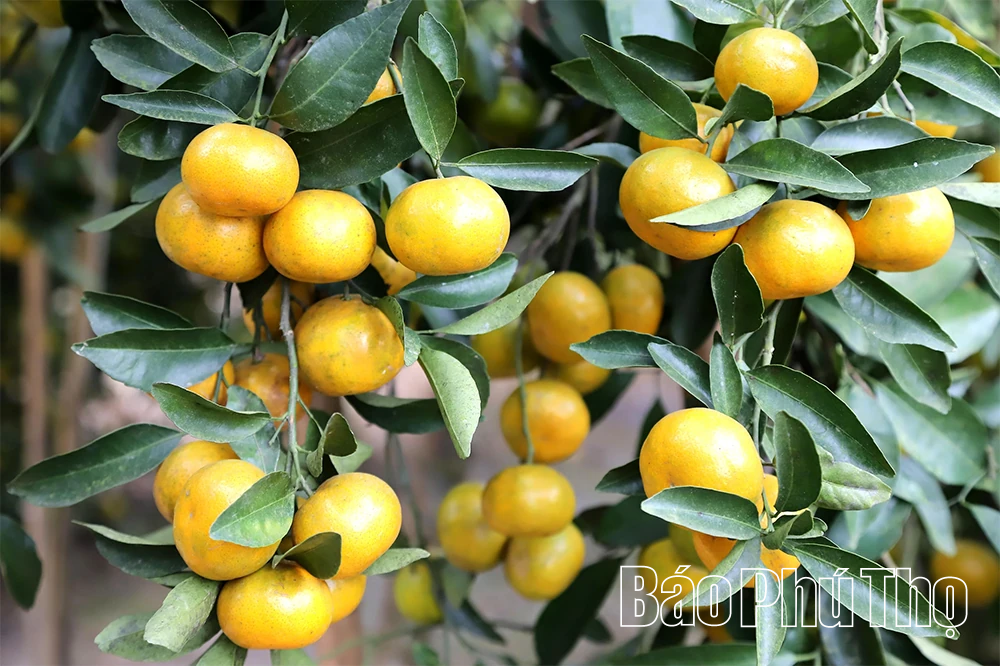 Quả ngọt miền đồi Thu C&uacute;c