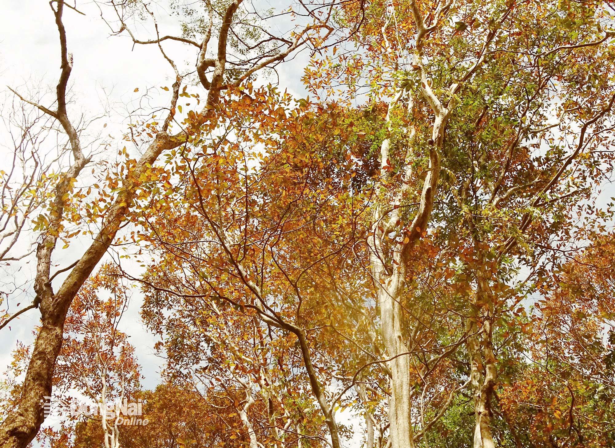 Những tán lá bằng lăng sớm chuyển từ màu xanh qua màu vàng