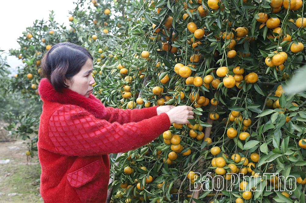 Quả ngọt miền đồi Thu C&uacute;c