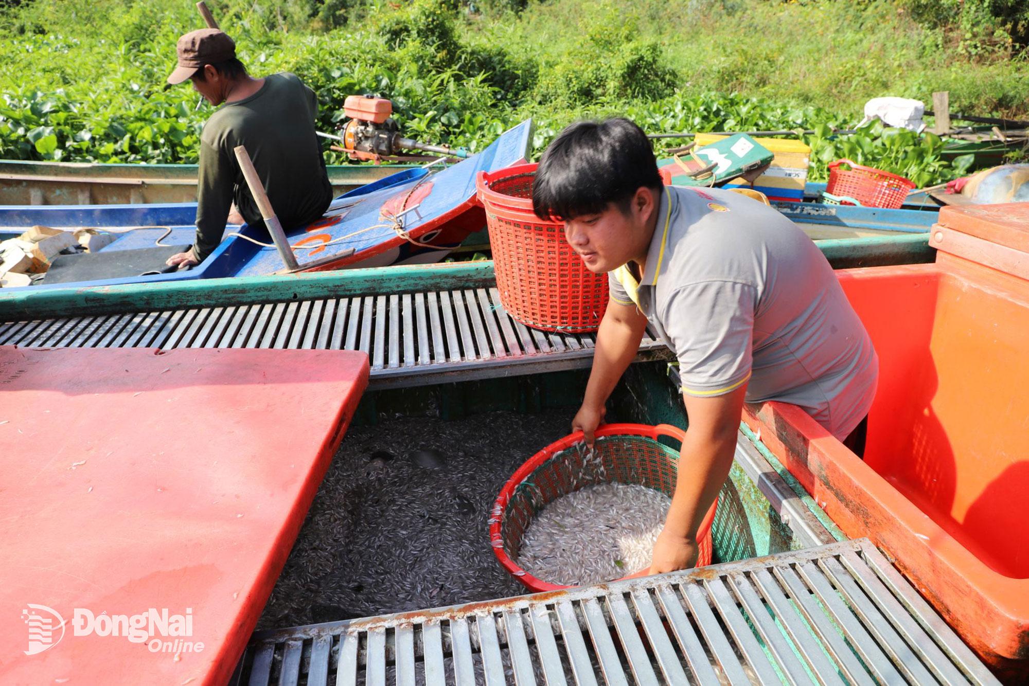 Nguồn cá cơm dồi dào thu hoạch được từ hồ Trị An. Ảnh: B.Nguyên