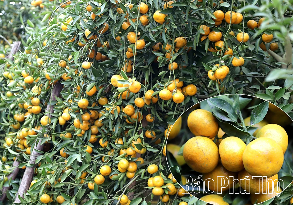 Quả ngọt miền đồi Thu C&uacute;c