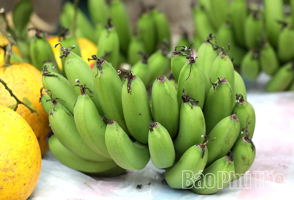 Chuối xanh ngày Tết