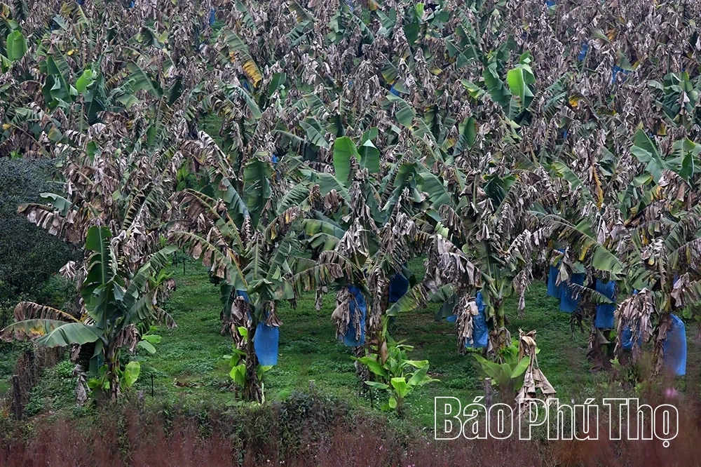 Chuối xanh ngày Tết