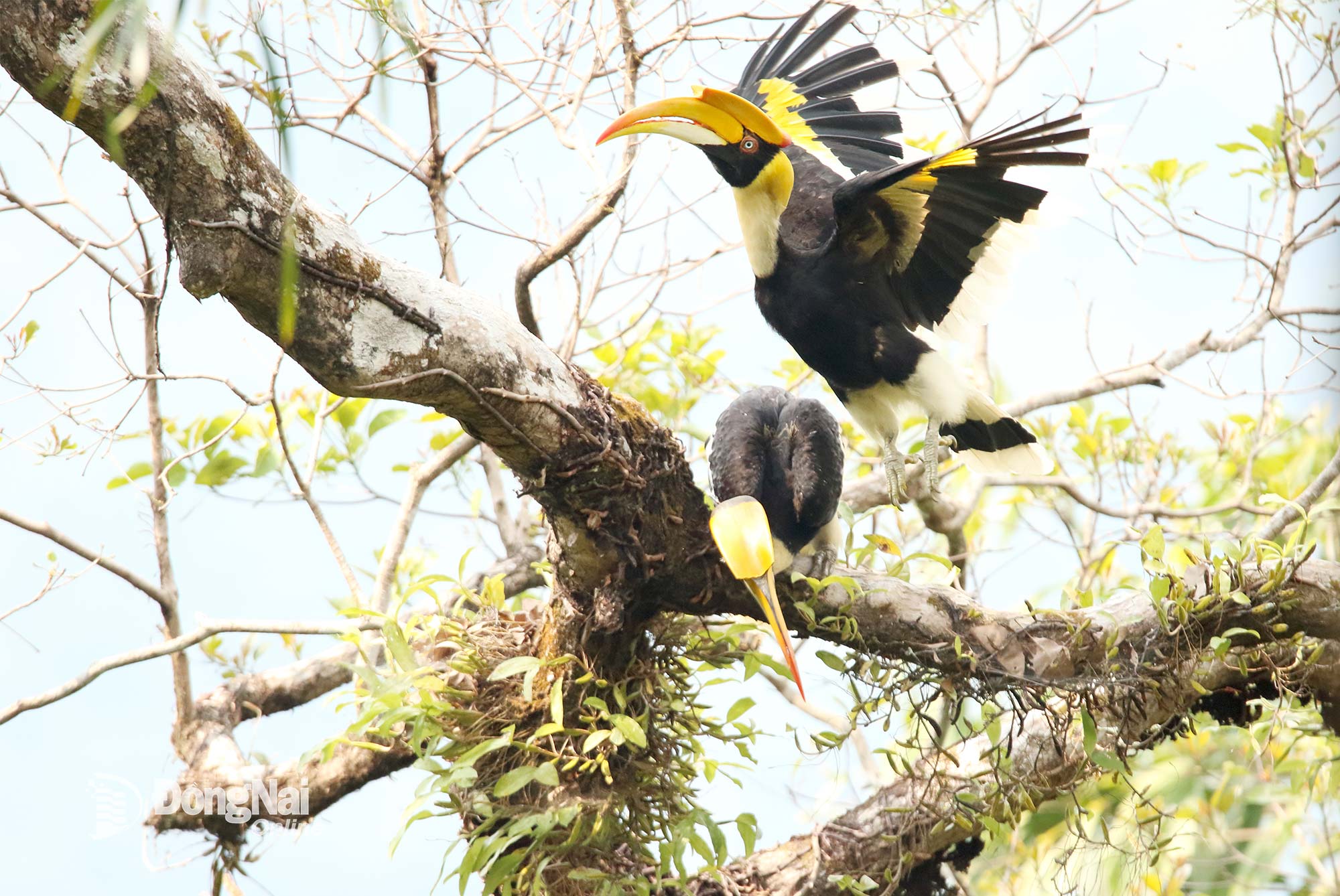 Chim hồng hoàng (Buceros bicornis) có tên trong Danh lục đỏ thế giới (IUCN) và Sách đỏ Việt Nam, sinh sống nhiều ở Vườn quốc gia Bù Gia Mập, tỉnh Đồng Nai. Ảnh: Kiều Đình Tháp