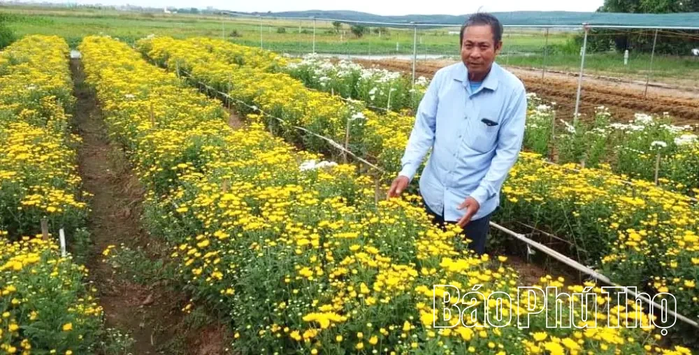 L&agrave;ng hoa Phương Vi&ecirc;n v&agrave;o vụ Tết