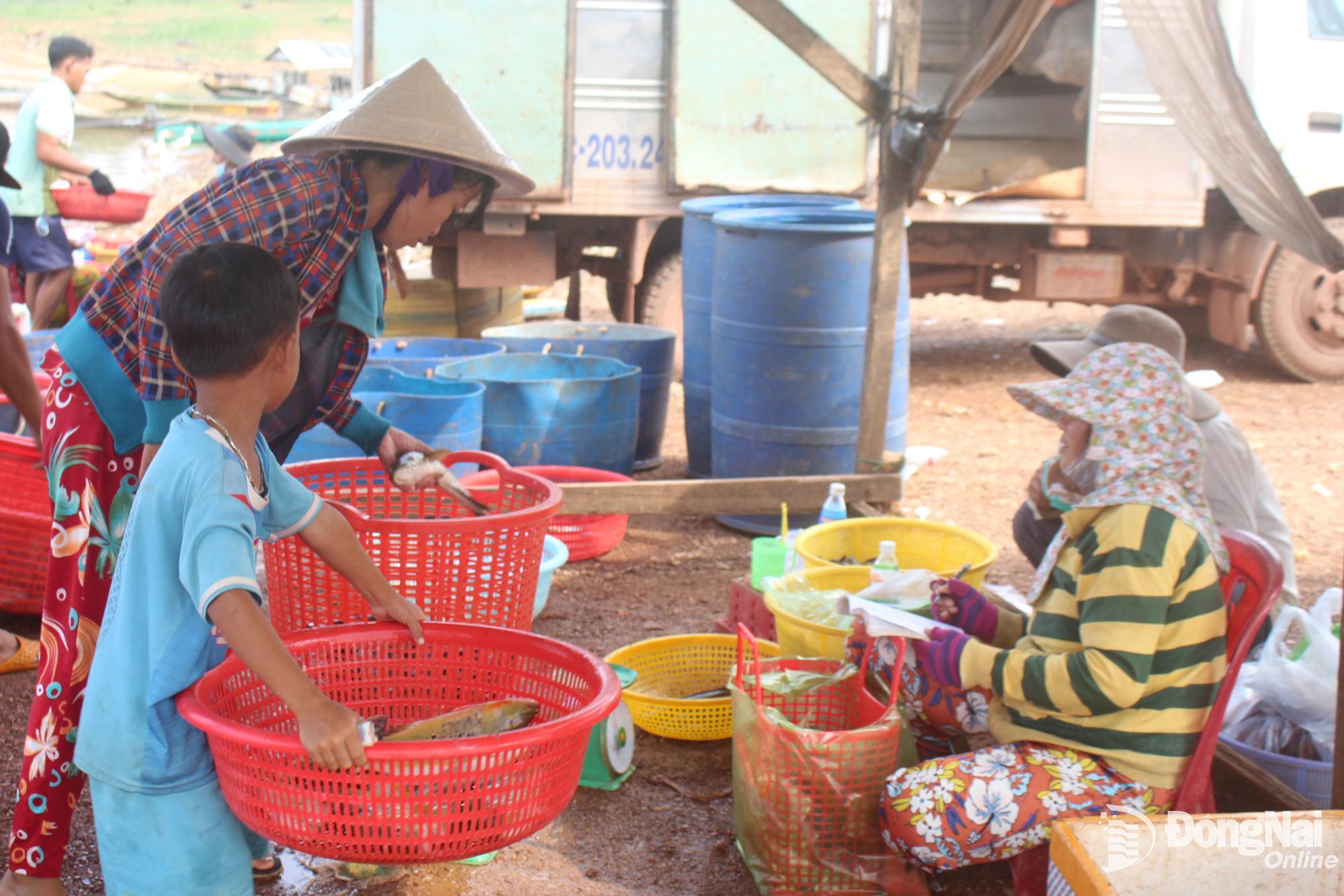 Số cá ít ỏi của ngư dân đánh bắt ven bờ hồ Trị An được người thu mua bán lẻ mua ngay nơi các bến nhỏ. Ảnh: Đoàn Phú
