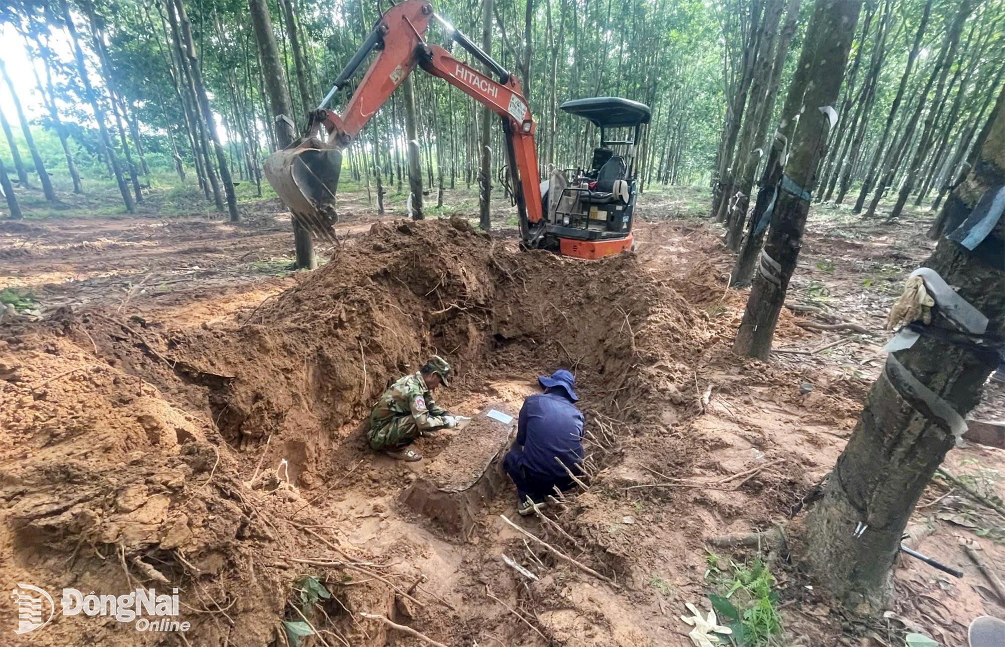 Vườn cao su thuộc khu vực Kratie là nơi Đội K72 tìm được 3 bộ hài cốt liệt sĩ ngày 25-9. Ảnh: ĐVCC
