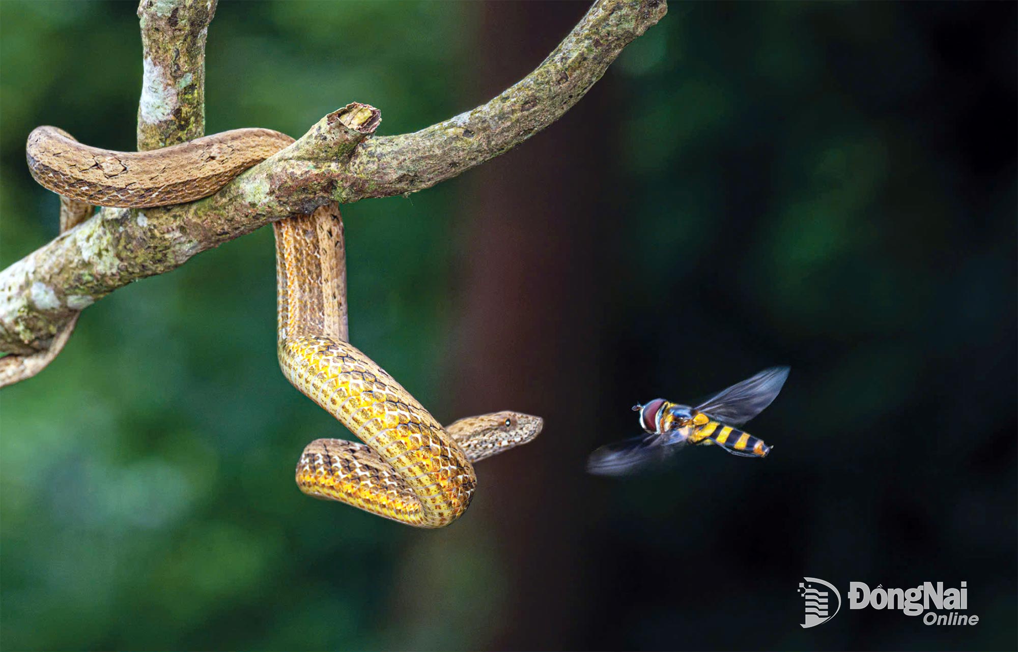 Rắn hổ đất nâu - tác giả HOÀNG THU HƯƠNG