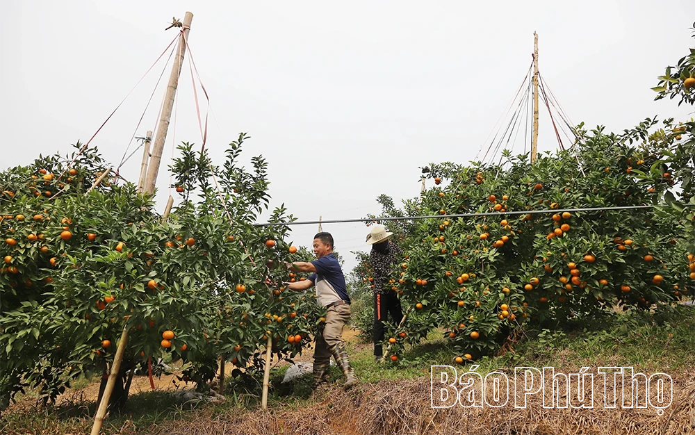 Quả ngọt miền đồi Thu C&uacute;c