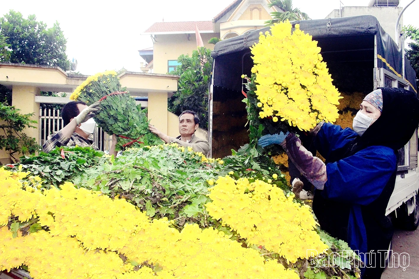 L&agrave;ng hoa Nh&acirc;n Vực hối hả v&agrave;o m&ugrave;a hoa Tết