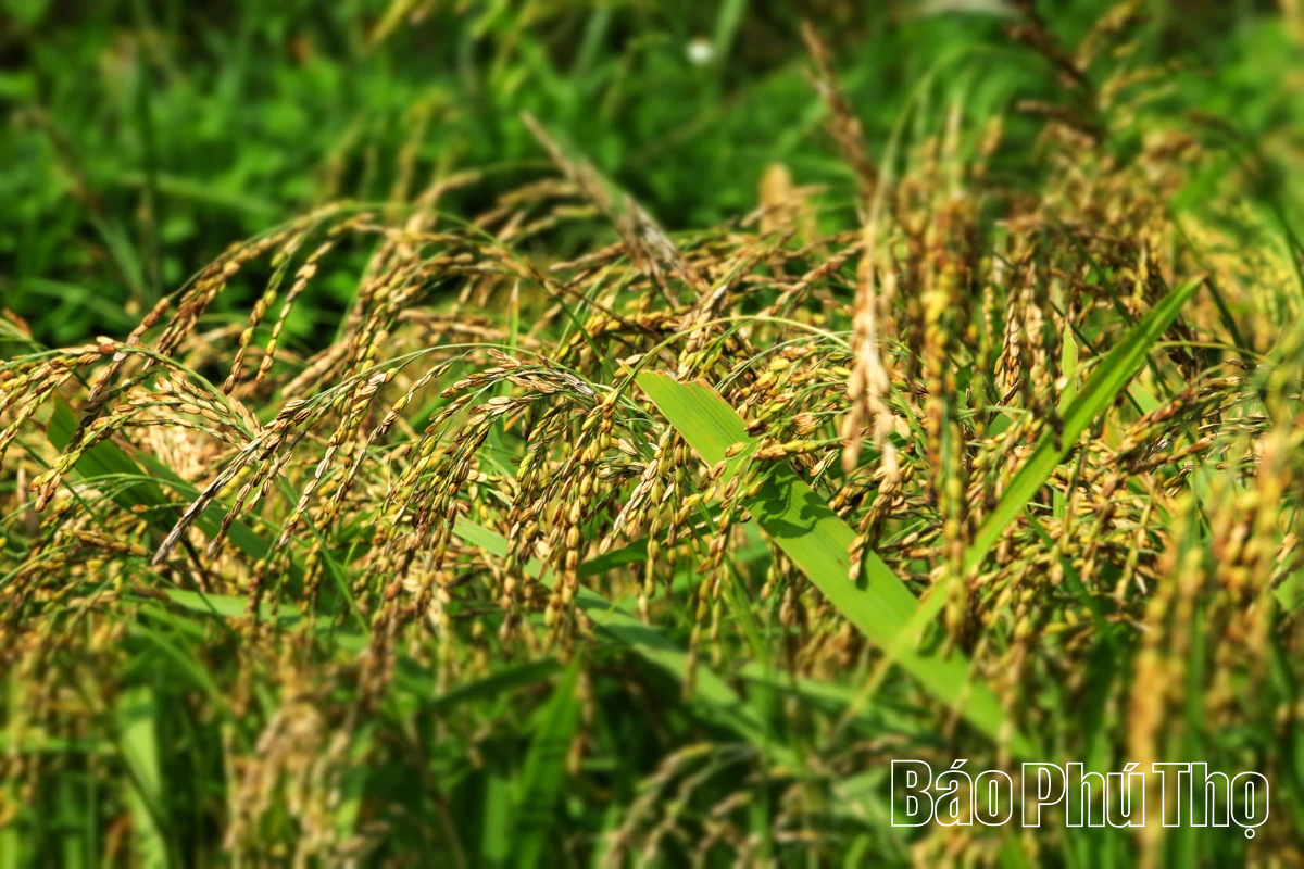 Thả hồn trên đỉnh Mường Vang