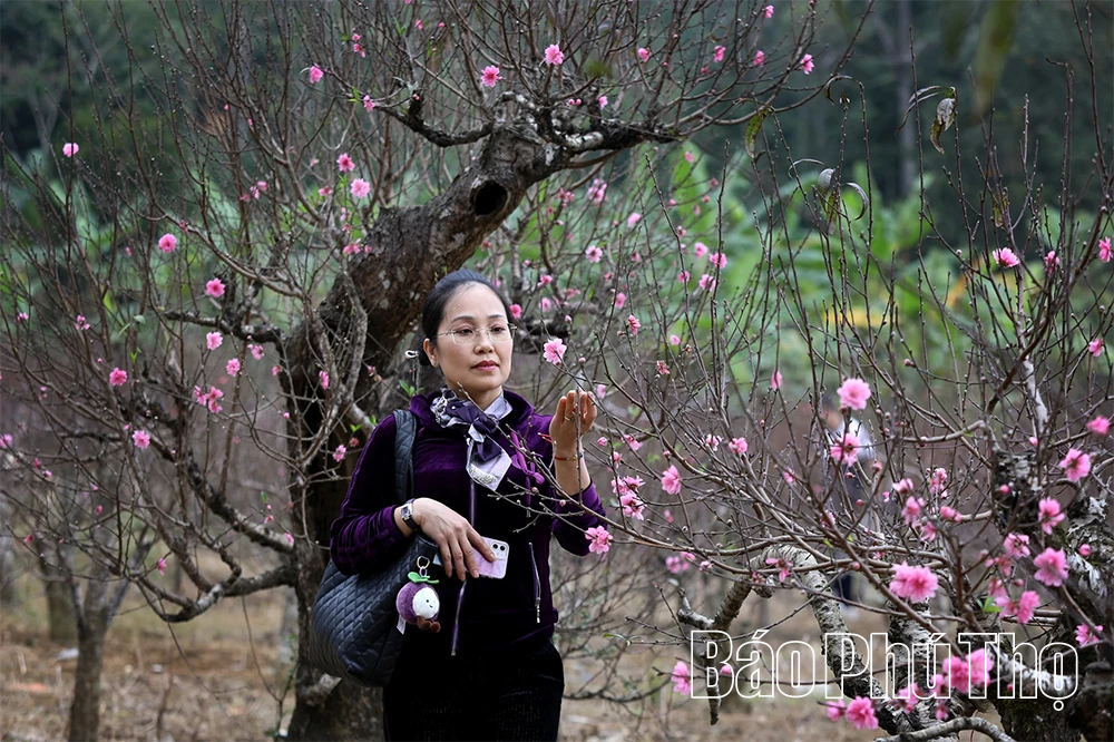 Sắc đào chạm Tết