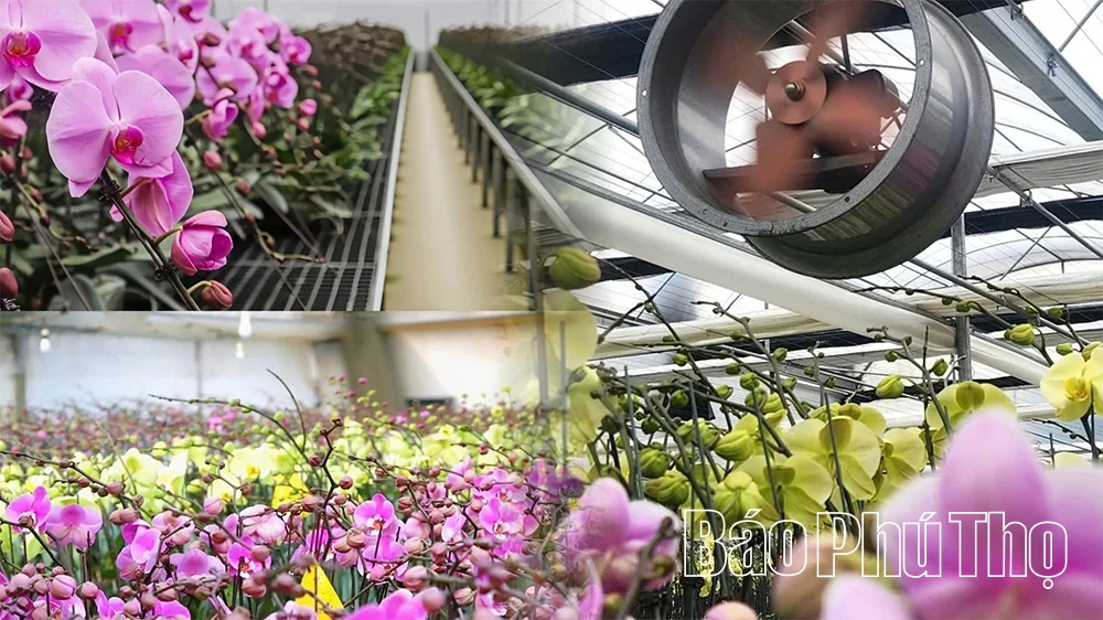 Vườn lan hồ điệp v&agrave;o vụ Tết