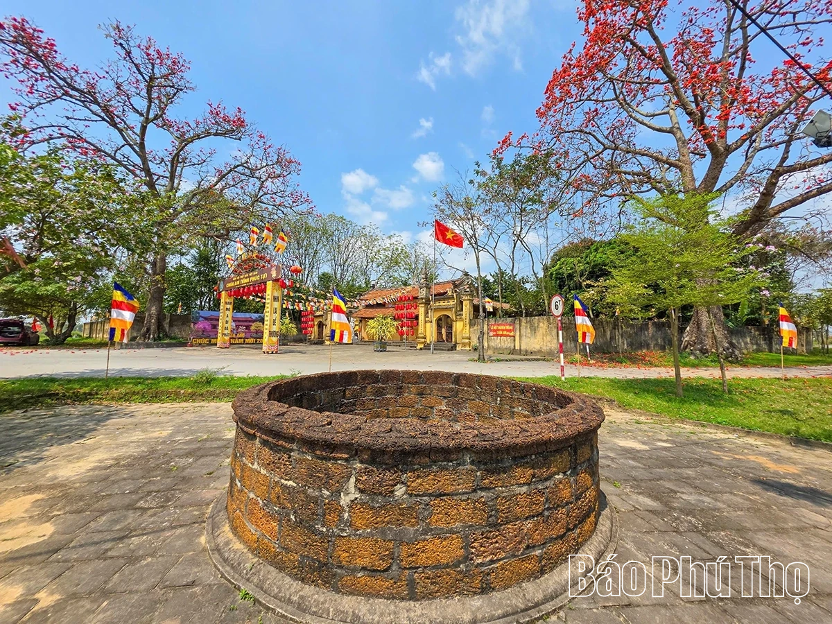 Mê mẩn mùa mộc miên ở Sơn Đông