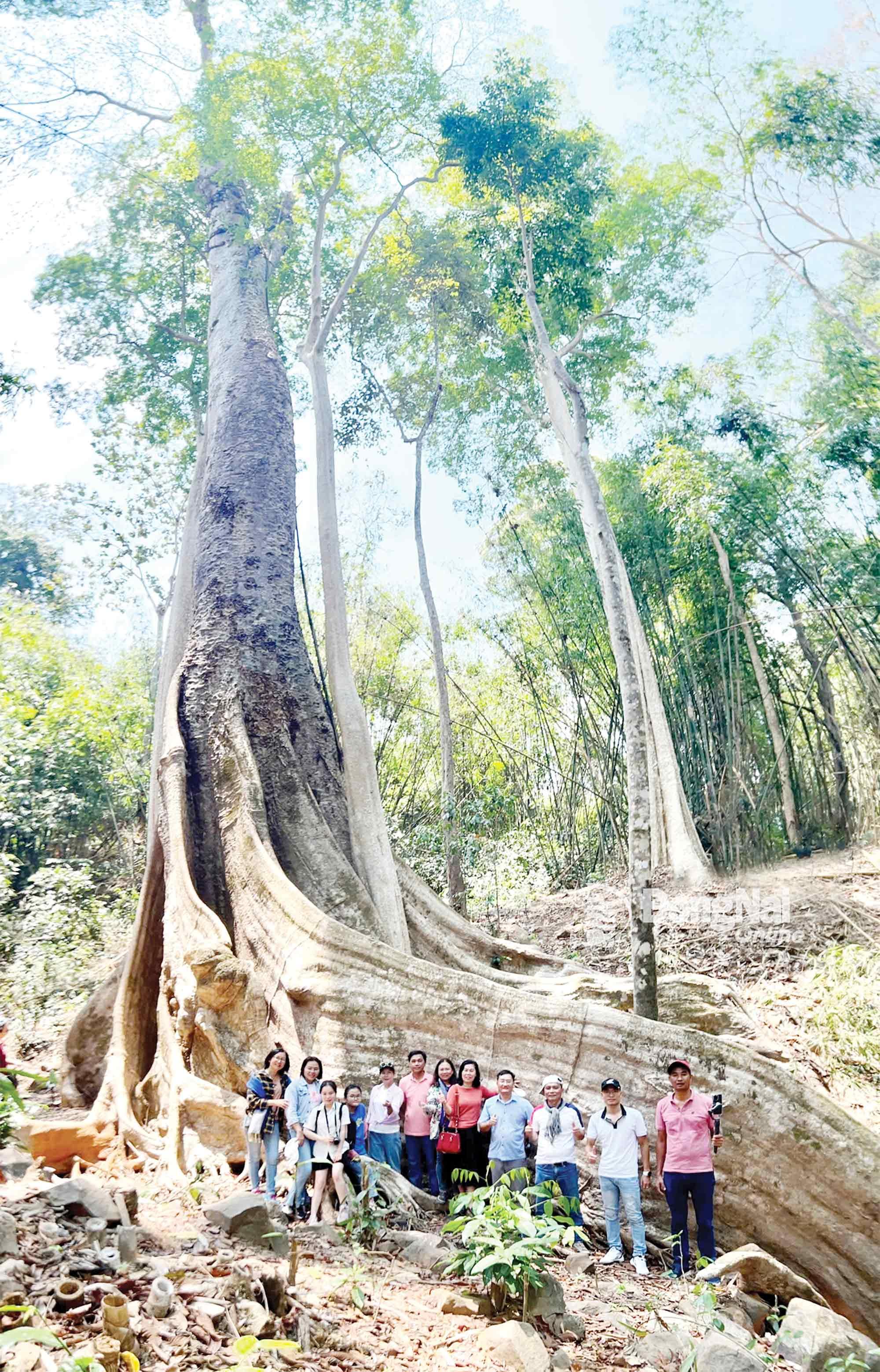 Du khách chụp ảnh lưu niệm bên cây di sản tại Vườn quốc gia Bù Gia Mập (xã Đăk Ơ). Ảnh: Kiều Tiên