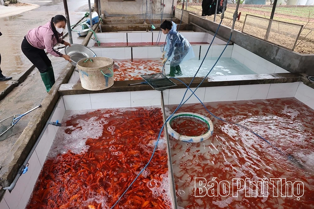 Sắm “xế đỏ” tiễn táo quân