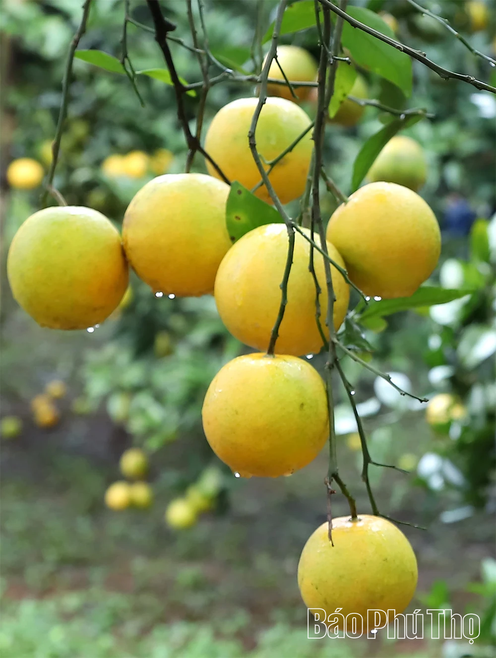 Quả ngọt miền đồi Thu C&uacute;c