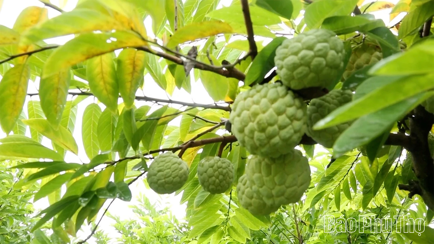 Câu chuyện về na dai Bồ Lý