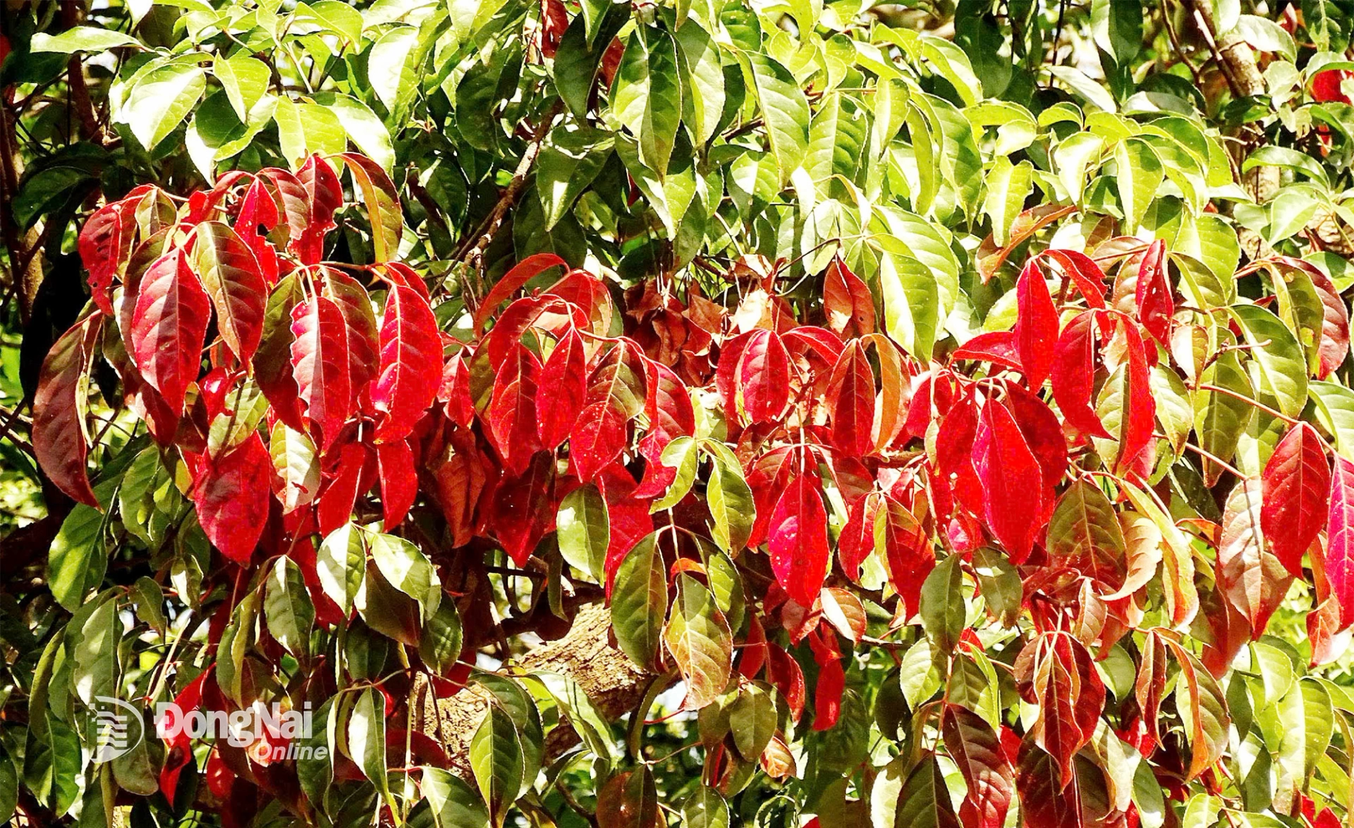 Từng tầng lá côm chuyển từ xanh qua đỏ rồi rụng lá hoàn toàn, đặc trưng cho kiểu rừng nửa rụng lá trên đồi núi thấp.