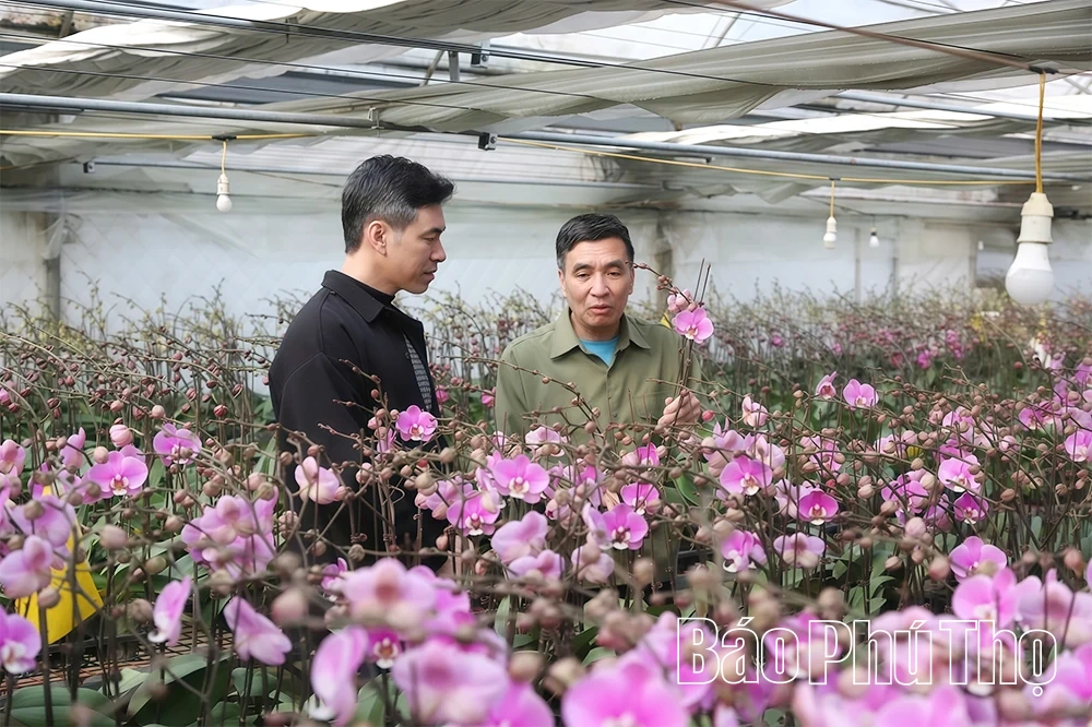 Vườn lan hồ điệp v&agrave;o vụ Tết