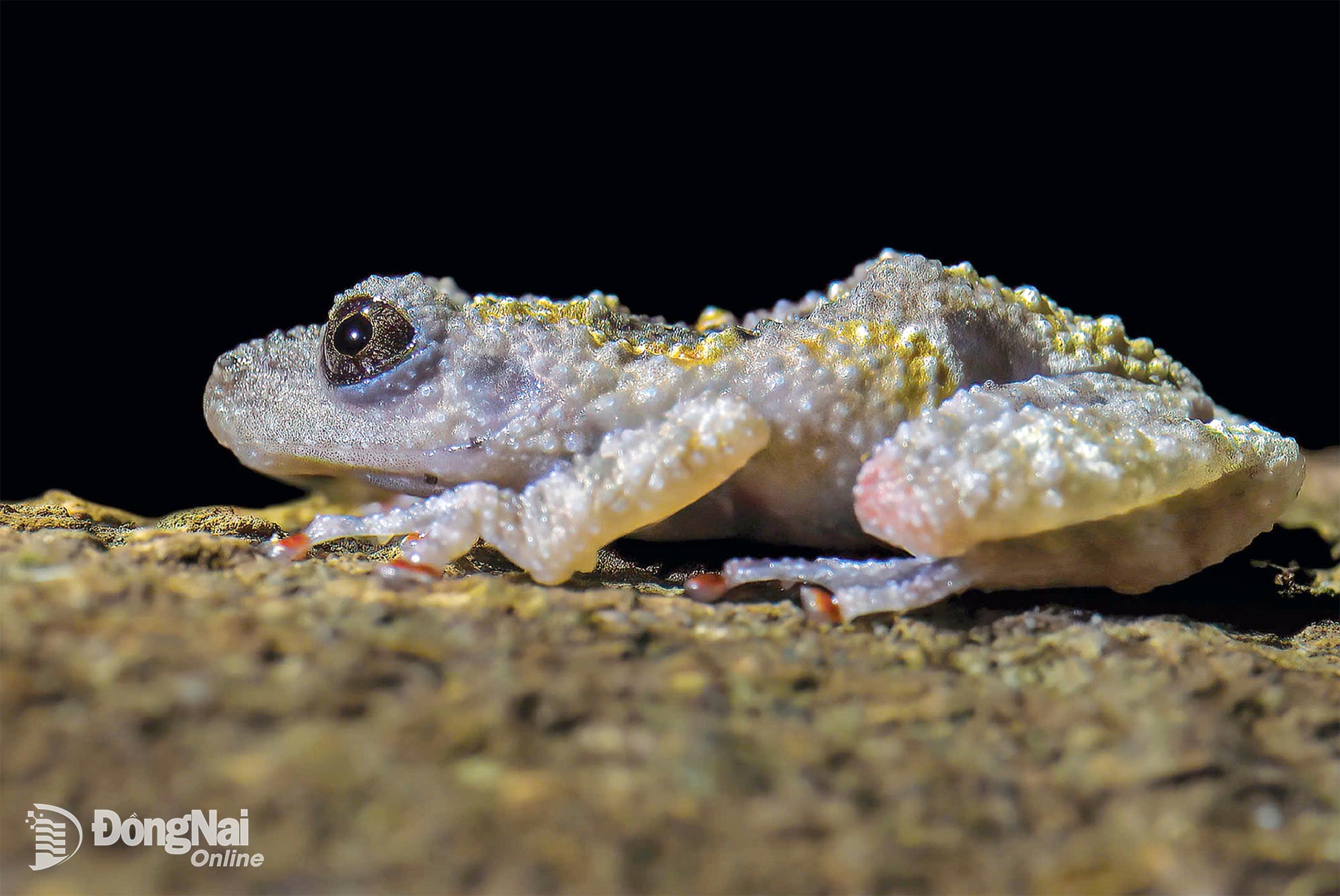 Ếch cây sần - tác giả NGUYỄN THỊ THANH HỒNG