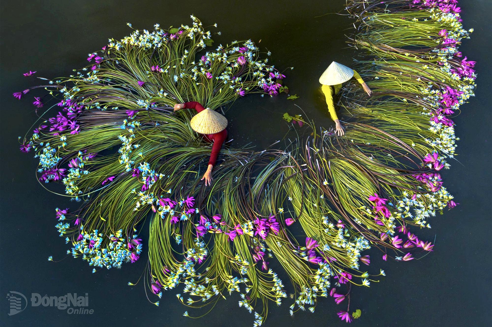 Hái hoa súng - tác phẩm nổi bật của Khánh Phan.