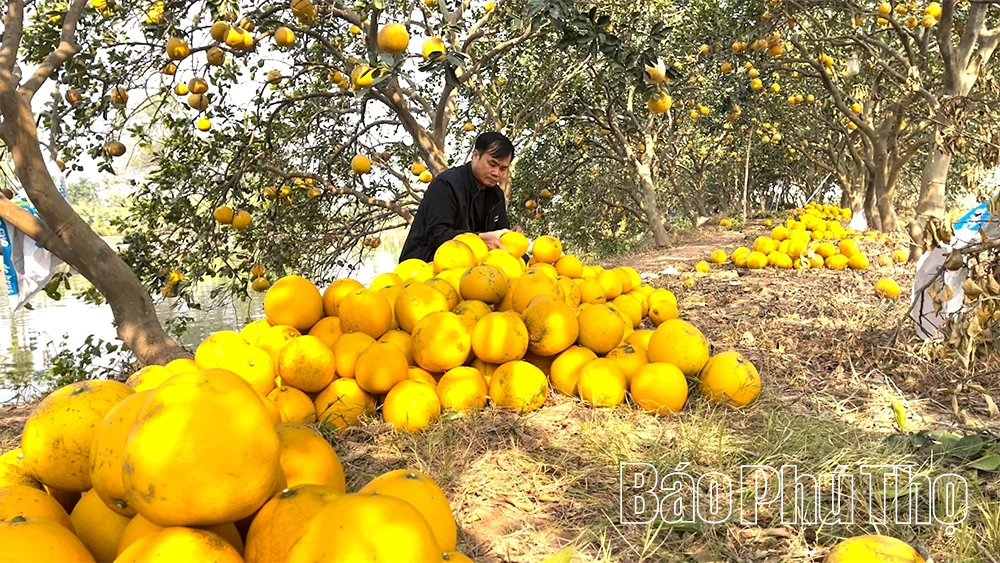 Bưởi Vĩnh Phú - “Hương vị đất Phủ”