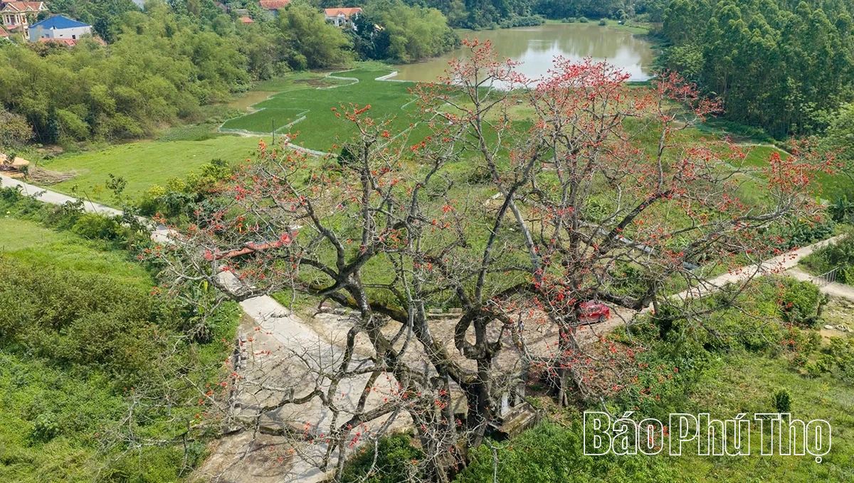 Mê mẩn mùa mộc miên ở Sơn Đông